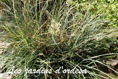 Carex flacca (laîche molle)
